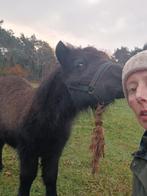 Grote maat shetlander hengstveulen, Dieren en Toebehoren, Pony's, Niet van toepassing, 0 tot 2 jaar, Hengst, A pony (tot 1.17m)