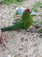 kakariki man juli 2025, Dieren en Toebehoren, Mannelijk, Parkiet, Geringd