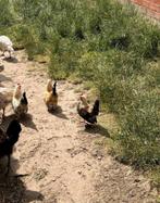 Serema, Dieren en Toebehoren