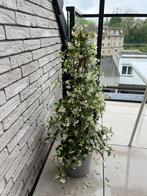 Toscaanse jasmijn in pot 95 cm hoogte, Jardin & Terrasse, Plantes | Arbres, En pot, Enlèvement ou Envoi