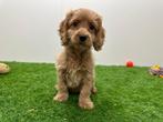 Cockapoo pups, Dieren en Toebehoren, België, Overige rassen, 8 tot 15 weken, CDV (hondenziekte)