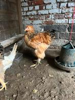 Brahma, Dieren en Toebehoren, Meerdere dieren, Kip