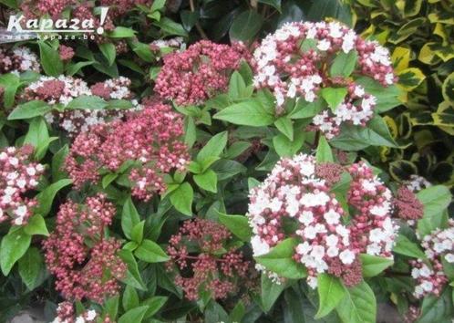 Viburnum en Rhododendrons, Tuin en Terras, Planten | Struiken en Hagen, Struik, Rhododendron, Ophalen of Verzenden