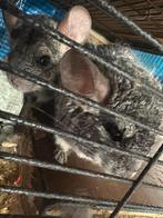 Grijze koppel chinchilla, Animaux & Accessoires, Rongeurs, Chinchilla