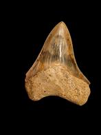 Prachtige megalodon tand uit Indonesie 8,7 cm, Verzamelen, Ophalen of Verzenden, Fossiel