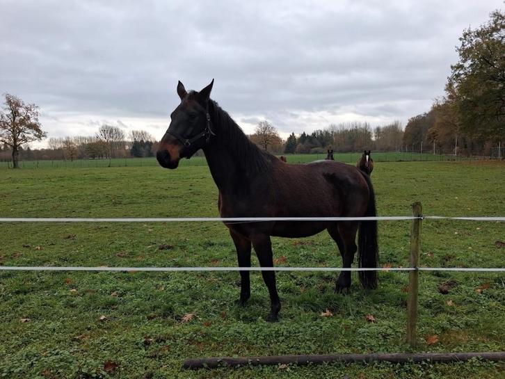 paarden te koop, Dieren en Toebehoren, Paarden, Merrie, Zadelmak, 170 tot 175 cm, 3 tot 6 jaar, Springpaard, Met stamboom, Gechipt