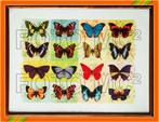 Vintage prenten 16 vlinders - in kader met glas, Antiek en Kunst, Ophalen of Verzenden