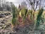 Ligustrum ovalifolium promotie, Tuin en Terras, Planten | Struiken en Hagen, Haag, Ophalen of Verzenden