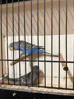 Koppel grasparkiet BF en split, Dieren en Toebehoren, Vogels | Parkieten en Papegaaien, Meerdere dieren, Parkiet