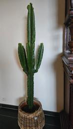 Kamerplanten, Groene kamerplant, Ophalen, Cactus, 150 tot 200 cm