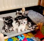 Brits korthaar tabby's met stamboom, Meerdere dieren, Gechipt, 0 tot 2 jaar
