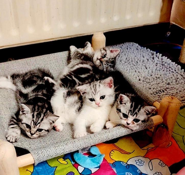 Brits korthaar tabby's met stamboom, Dieren en Toebehoren, Katten en Kittens | Raskatten | Korthaar, Meerdere dieren, 0 tot 2 jaar
