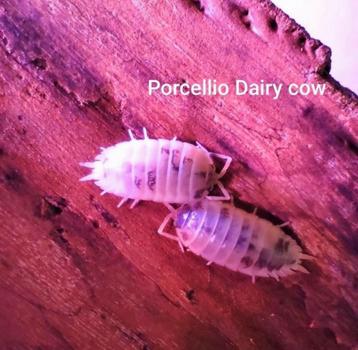Isopods 25 voor €5 beschikbaar voor biedingen