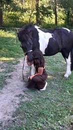 Halvestal pony gezocht, Dieren en Toebehoren