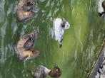 Buffelkopeend, Dieren en Toebehoren, Vogels | Duiven