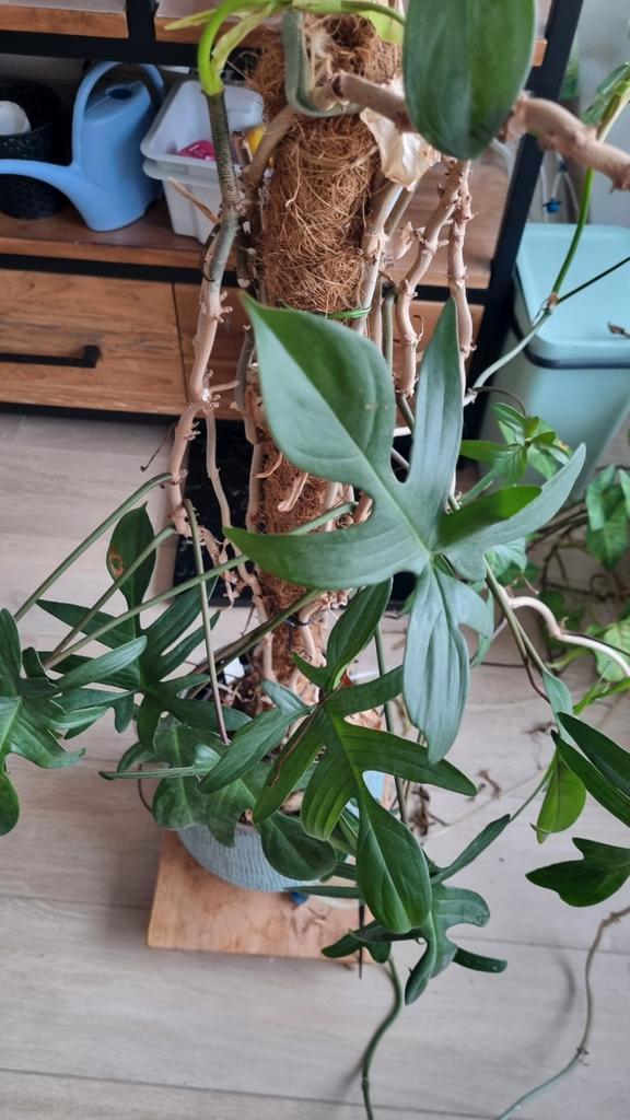 Philodendron Pedatum, Huis en Inrichting, Kamerplanten, Overige soorten, 100 tot 150 cm, Groene kamerplant, Ophalen