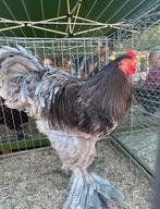 Blauw brahma haan groothoender, Dieren en Toebehoren, Pluimvee, Mannelijk, Kip