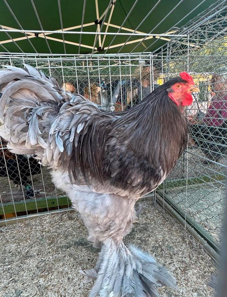 Blauw brahma haan groothoender, Dieren en Toebehoren, Pluimvee, Kip, Mannelijk