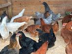 Legkippen alle kleuren, Dieren en Toebehoren, Pluimvee