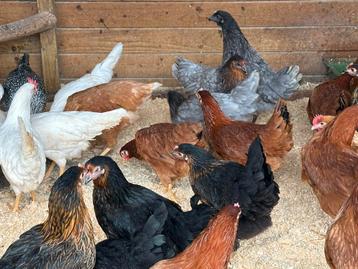 Legkippen alle kleuren beschikbaar voor biedingen