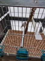 Bonte barmsijs met kooie, Dieren en Toebehoren, Vogels | Overige Vogels