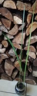 Echange ou vend jeune plants de palmier dattier, Binnen