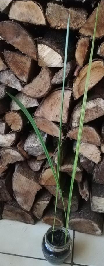 Echange ou vend jeune plants de palmier dattier  beschikbaar voor biedingen