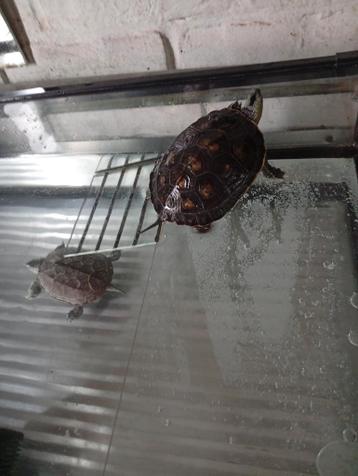 Twee schildpadden plus aquarium