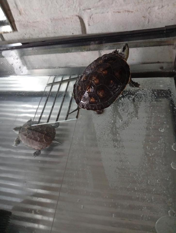 Twee schildpadden plus aquarium, Dieren en Toebehoren, Reptielen en Amfibieën | Toebehoren, Gebruikt, Overige typen, Ophalen