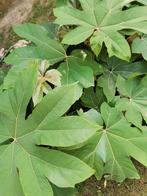 Tetrapanax, Tuin en Terras, Ophalen