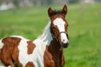 Paint horse veulen, Westernpaard, Merrie, 0 tot 2 jaar, Gechipt