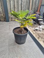 palmboom winterhard(-18)trachycarpus wagnerianus, Minder dan 100 cm, Zomer, Palmboom, Ophalen