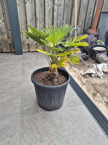 palmboom winterhard(-18)trachycarpus wagnerianus  beschikbaar voor biedingen