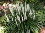 Liriope muscari Monroe White, Tuin en Terras, Ophalen, Vaste plant, Bodembedekkers