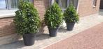 Laurier in pot, deco zwembad, voordeur, op 2km van Ikea, Ophalen