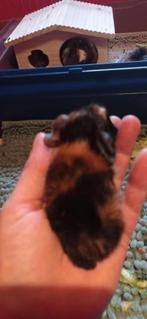 langhaar cavia (peruvian), Dieren en Toebehoren, Cavia, Mannelijk, Tam, Oktober