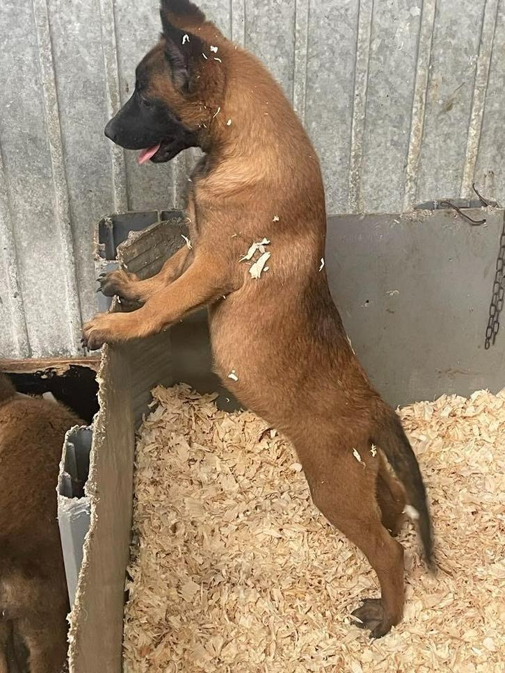mechelse herder pups van zeer goede afkomst top bloedlijn !, Dieren en Toebehoren, Honden | Herdershonden en Veedrijvers, Meerdere dieren