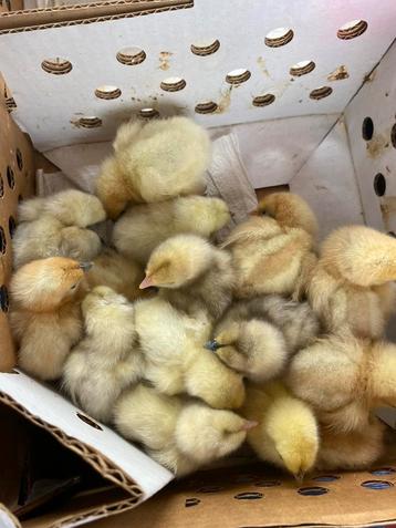 Les nanas vont à Hmongong, Sexe inconnu, Poule ou poulet