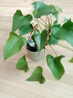 Plante Anthurium andreanum avec pot en porcelaine, Ophalen, In pot