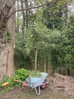 Esdoornboompje1 - 2m50 (2m70 met pot), Tuin en Terras, Planten | Bomen, In pot, Halfschaduw, Lente, 250 tot 400 cm