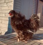 Zijdehoen frizzle haantje, Animaux & Accessoires, Volatiles, Mâle, Poule ou poulet