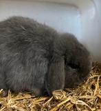 Dwergkonijntje, Dieren en Toebehoren, Konijnen, Mannelijk, Dwerg, Hangoor, 0 tot 2 jaar