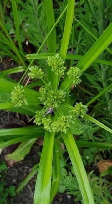 Papyrus plantjes , 7 potjes voor 5 euro  beschikbaar voor biedingen