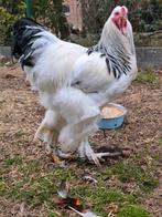 Colombia wit/zwarte Brahma haan, Dieren en Toebehoren, Pluimvee