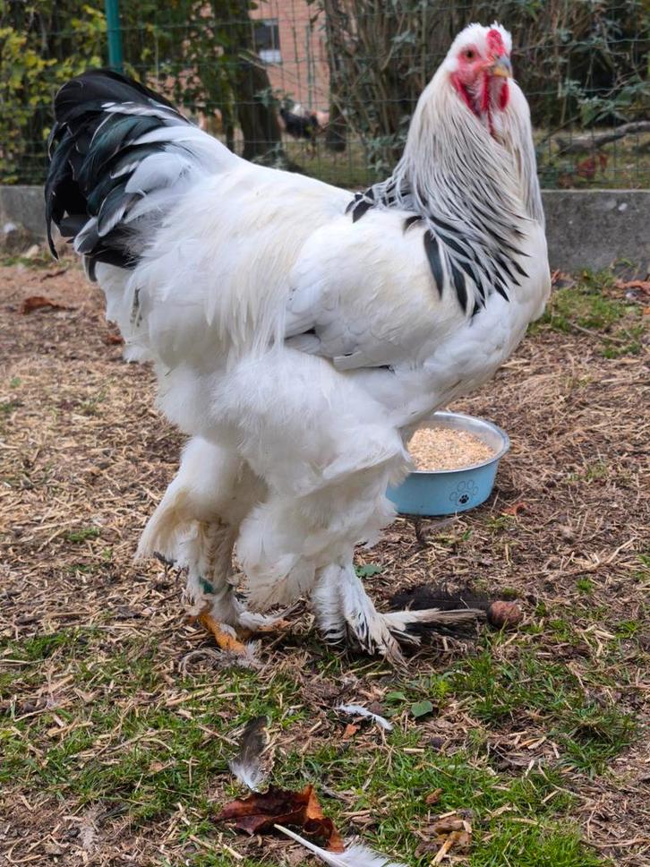 Colombia wit/zwarte Brahma haan, Dieren en Toebehoren, Pluimvee