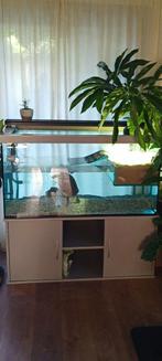 Aquarium/vivarium, Dieren en Toebehoren, Ophalen, Zo goed als nieuw