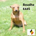 "Pims" & "Boudha" Pinscher reutjes te koop, CDV (hondenziekte), Meerdere, België, Reu