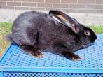 vlaamse reus voedster konijn, Dieren en Toebehoren, Konijnen, Vrouwelijk, Groot, 0 tot 2 jaar