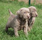 Labrador pups Zilver, België, CDV (hondenziekte), 8 tot 15 weken, Labrador retriever