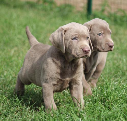 Labrador pups Zilver, Dieren en Toebehoren, Honden | Retrievers, Spaniëls en Waterhonden, Meerdere dieren, Labrador retriever